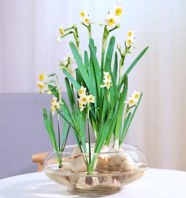 水仙花养好,水仙花好养活