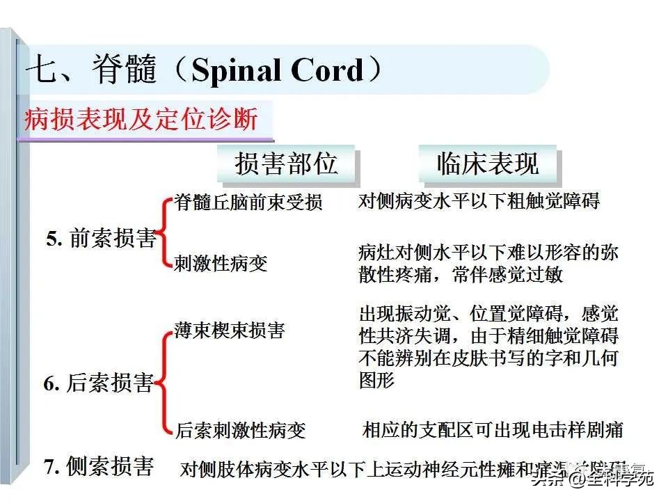 神经系统的影像与解剖定位,最全神经解剖图