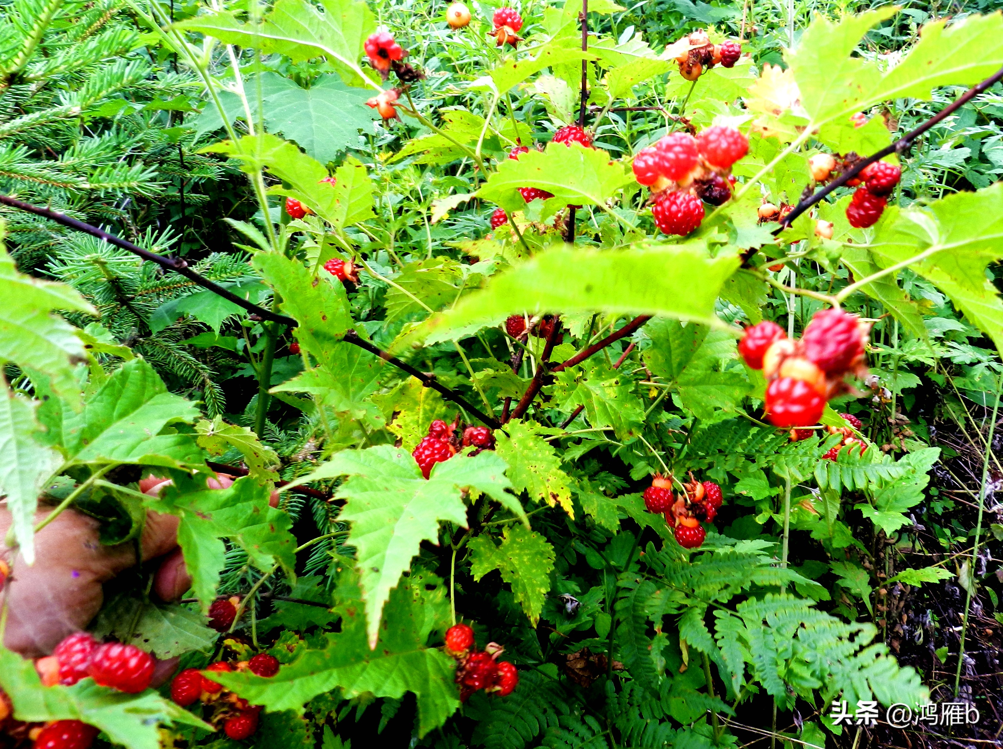 又到了吃薄荷的季节,又到了吃藕梢子的季节
