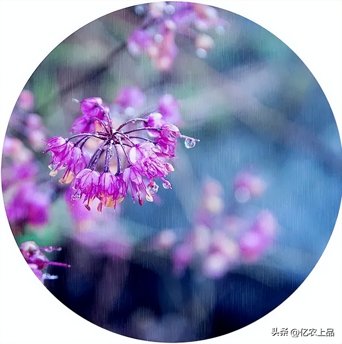 24节气立春从几号开始,24节气立春的意思和含义