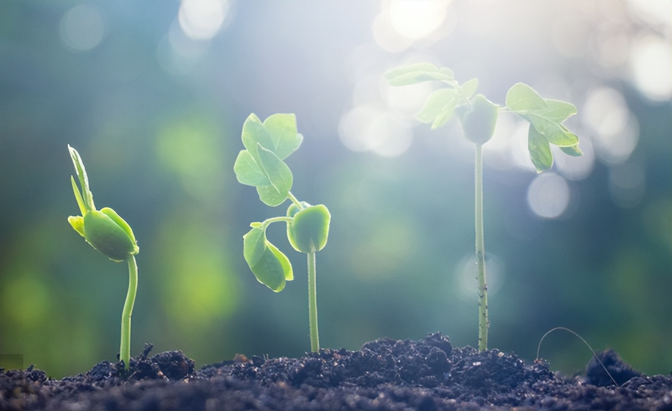 子宫内膜损伤用什么药,子宫内膜损伤怎么调理