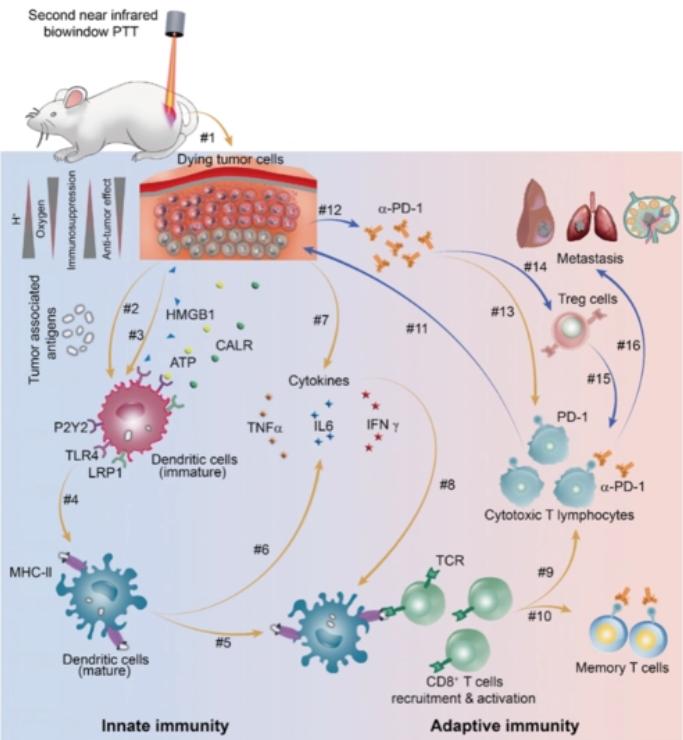 仓鼠会控制体重吗,仓鼠有免疫细胞吗