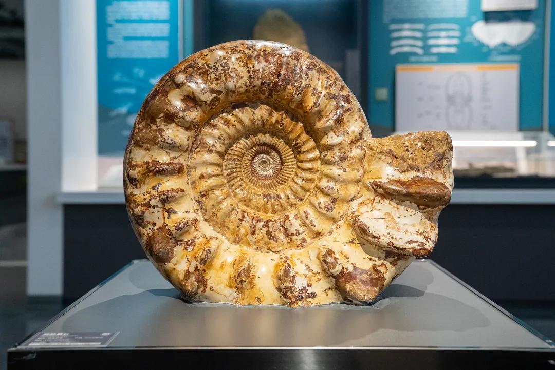 相约博物馆的感受,古生物博物馆南京