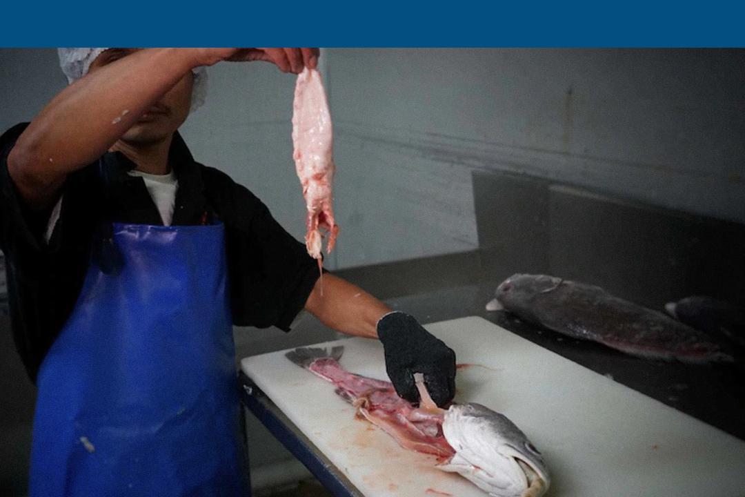 花胶非常难入口吗,花胶的内幕