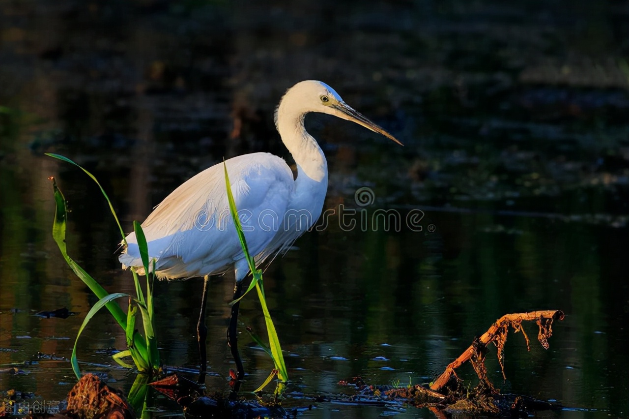 历代咏白鹭的古诗词,咏白鹭古诗意境