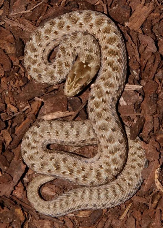 「原来欧洲有这么多种蛇？！」偷师卡塞尔的豢龙大师·下