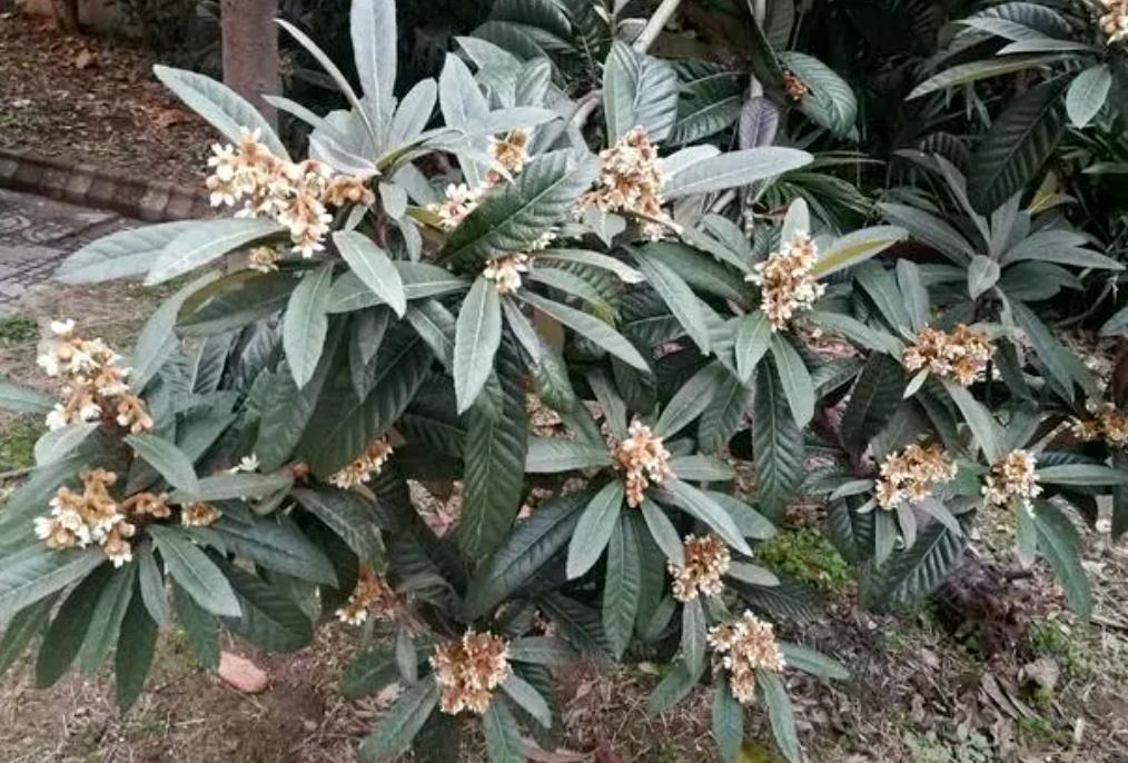 农村老人口中这种“止咳花”也火了，化痰止咳，2023年看见别错过