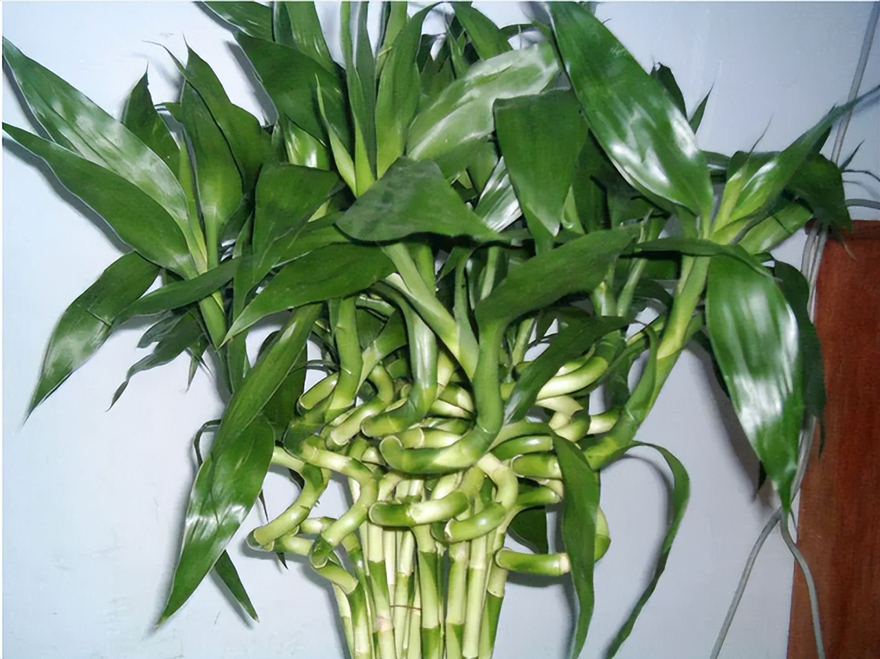 怎样让富贵竹长得又粗又壮,怎么能让富贵竹只长粗不长高