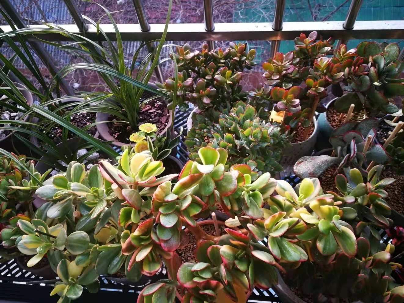 树龄30年的多肉老桩，看起来真美貌