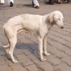 狗子为啥越喂越瘦,狗子越来越瘦但是很能吃