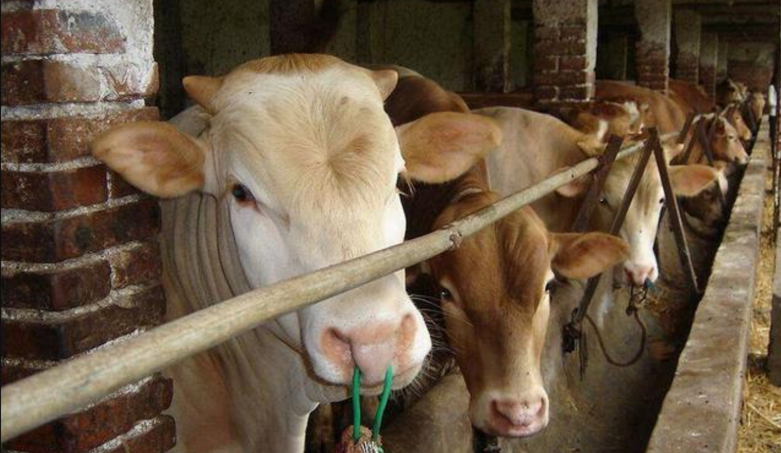 牛身上掏一个洞这对牛有何影响,为什么会在牛身上开洞