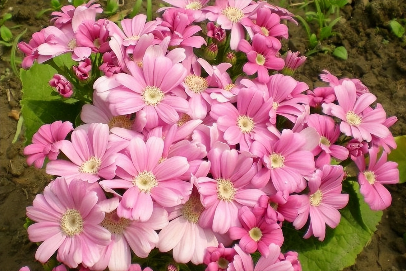 春季养这6种花请别再频繁浇水了,3种花漂亮又好养