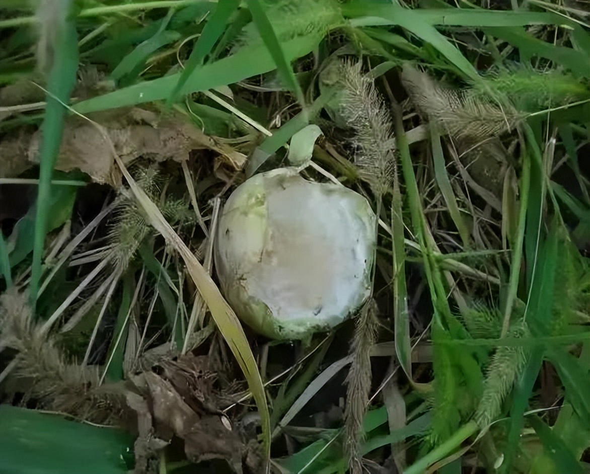 中国的“平头哥”,獾八狗子,进课本,危害农作物,现农民气无奈