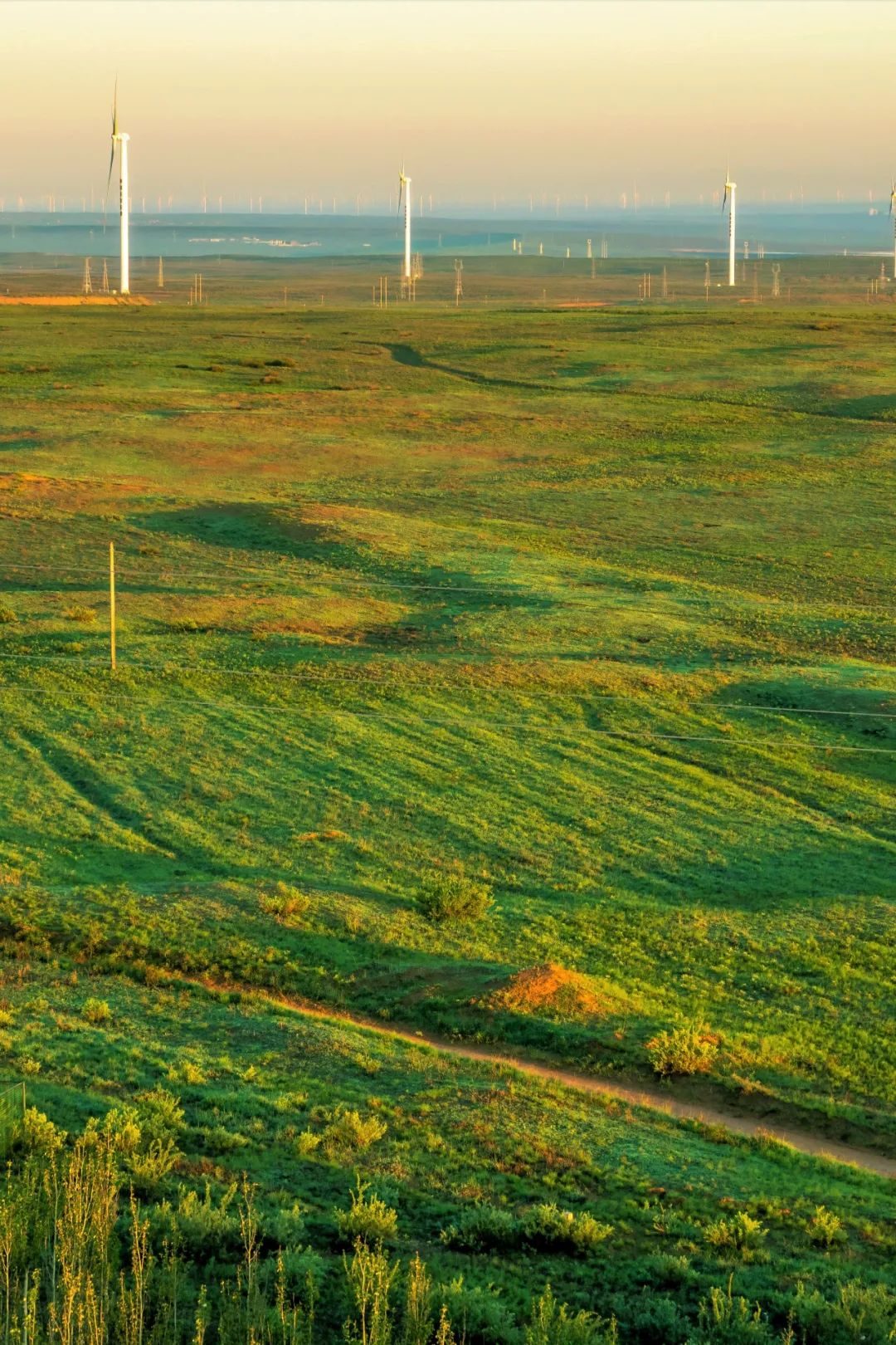 甘肃金昌的羊肉和盐池滩羊,盐池滩羊和横山羊肉