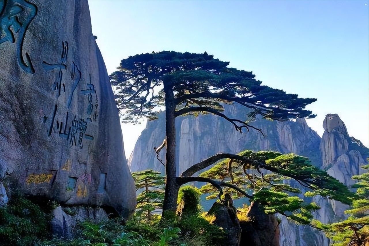 一棵树就是一道风景,一棵树就是一座岛