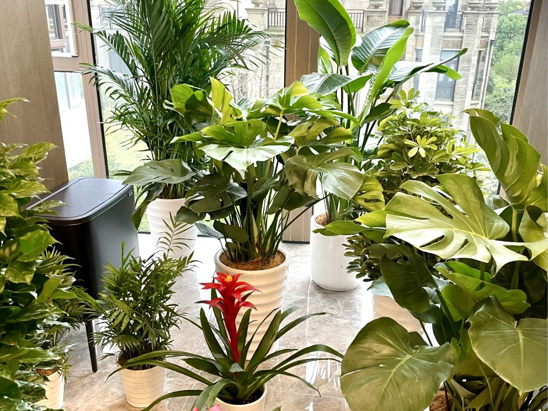 吸甲醛的绿植第一名央视,绿植去除甲醛靠谱吗