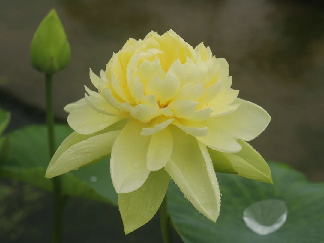 绝美的荷花品种大全图集,超好看荷花品种大型荷花