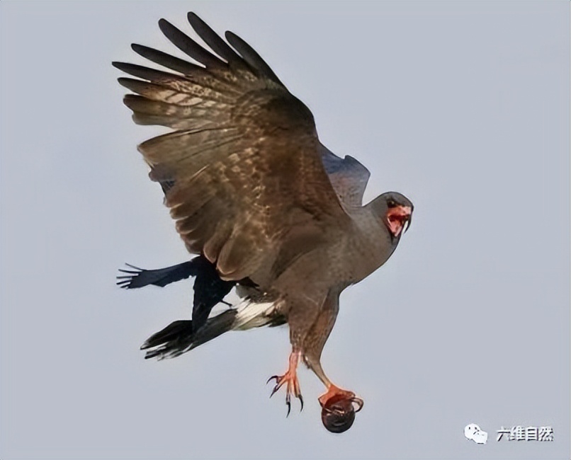 厦门一市民点炒田螺，餐厅却用非法福寿螺代替，被监管部当场销毁