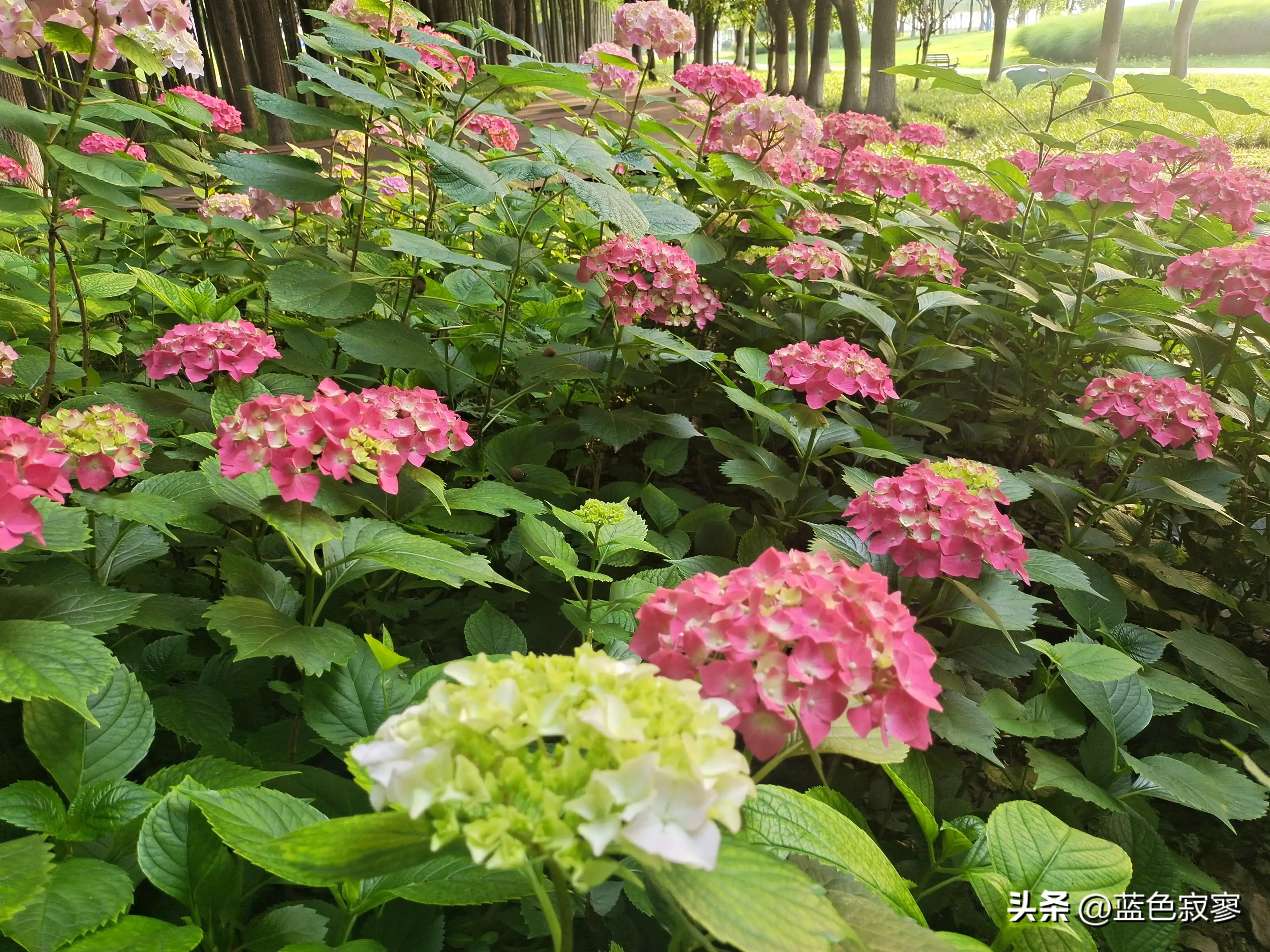 绣球花开洁白如玉令人赏心悦目,绣球花生如夏花