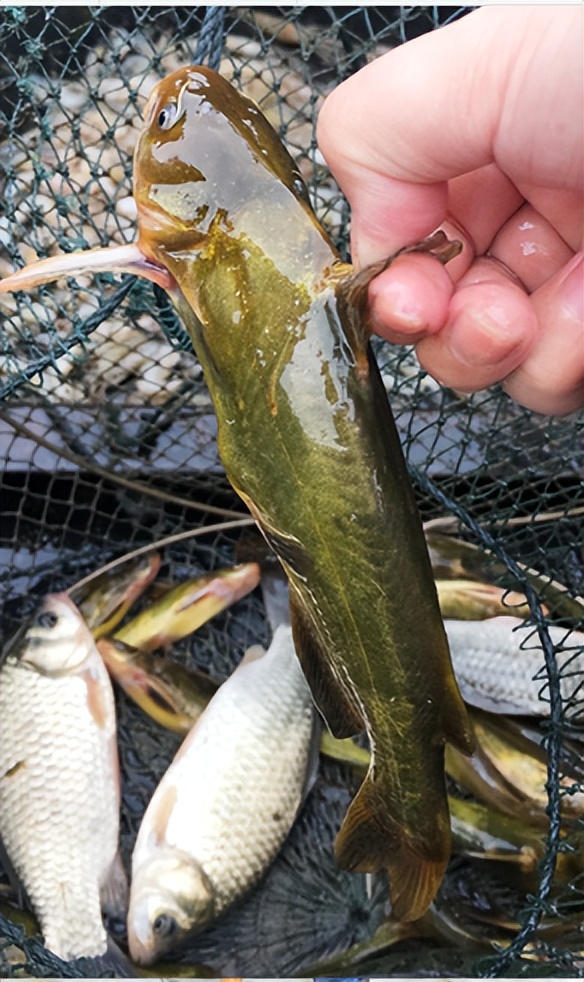 野生鱼，你买对了吗？