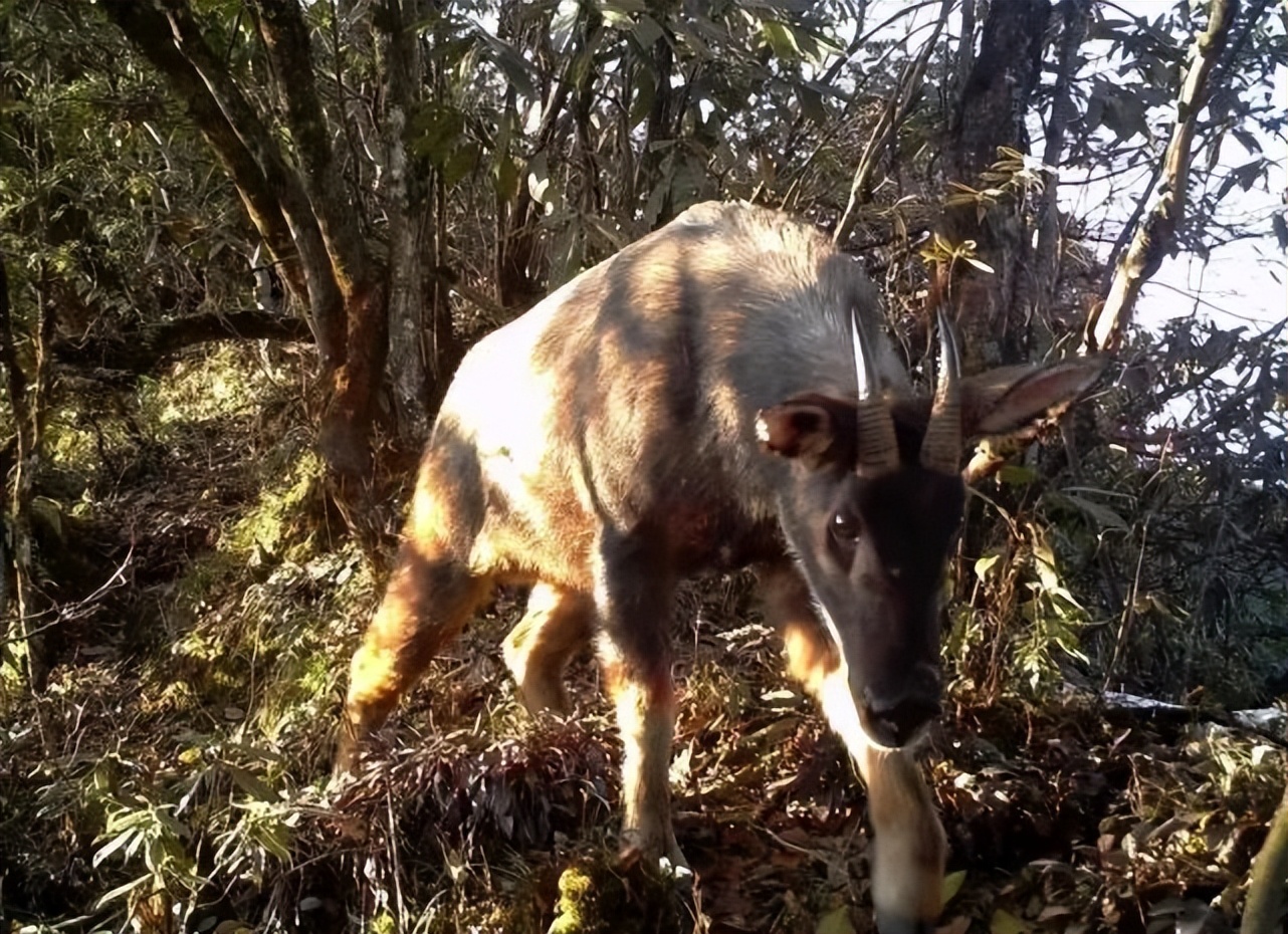 广东发现珍稀罕见野生动物,珍稀动物视频