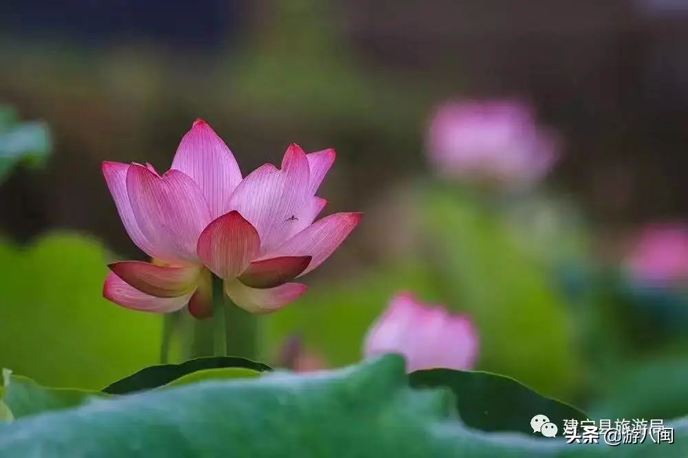 世界最大的梯田,世界梯田之最