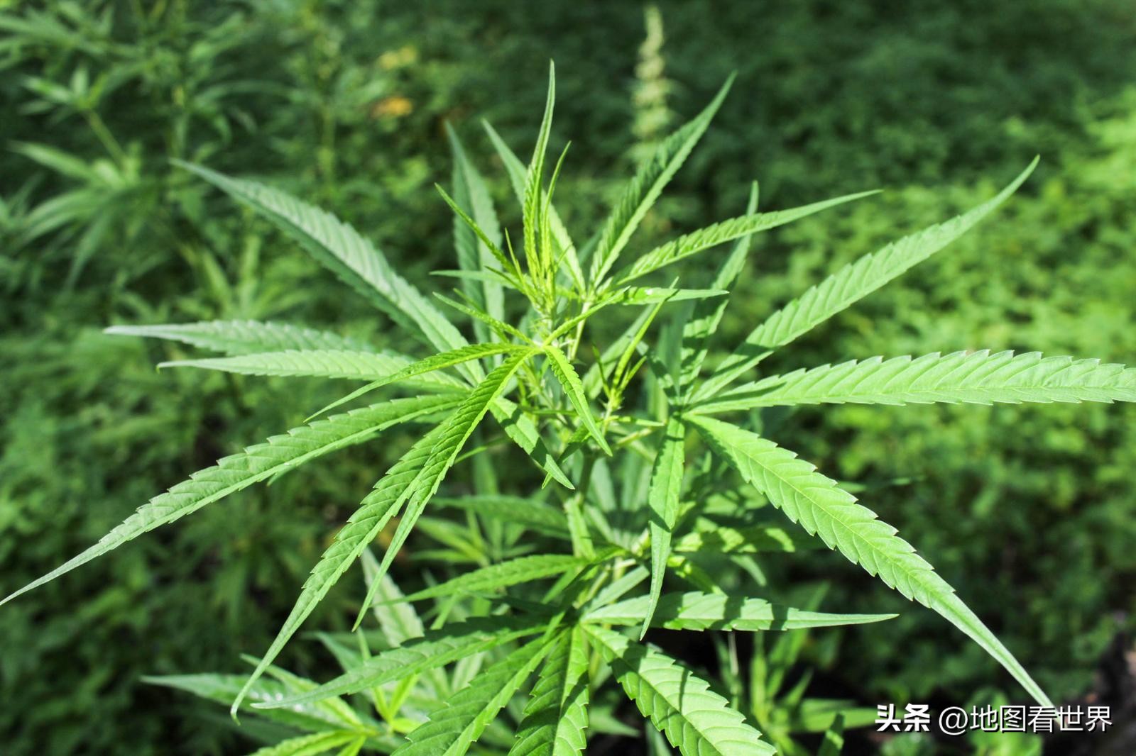 乌拉圭国家历史,乌拉圭南美世界杯