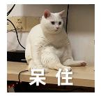 透明质酸凝胶能擦外阴瘙痒吗,外阴瘙痒有异味可以用什么药擦