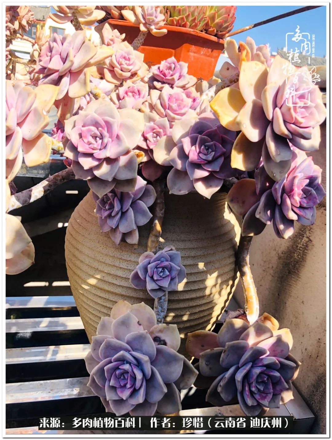 给生命一份淡然还岁月一份从容,给生命留一份洒脱的话