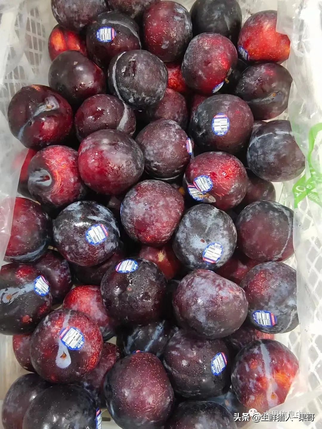 珠宝李与太阳李的区别,樱桃李和珠宝李的区别