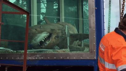 僵尸水族馆原片 (恐怖鲨鱼僵尸)