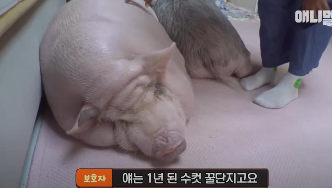 韩国女孩养迷你猪秒变大胖猪,如今带它们刻苦运动节食减肥