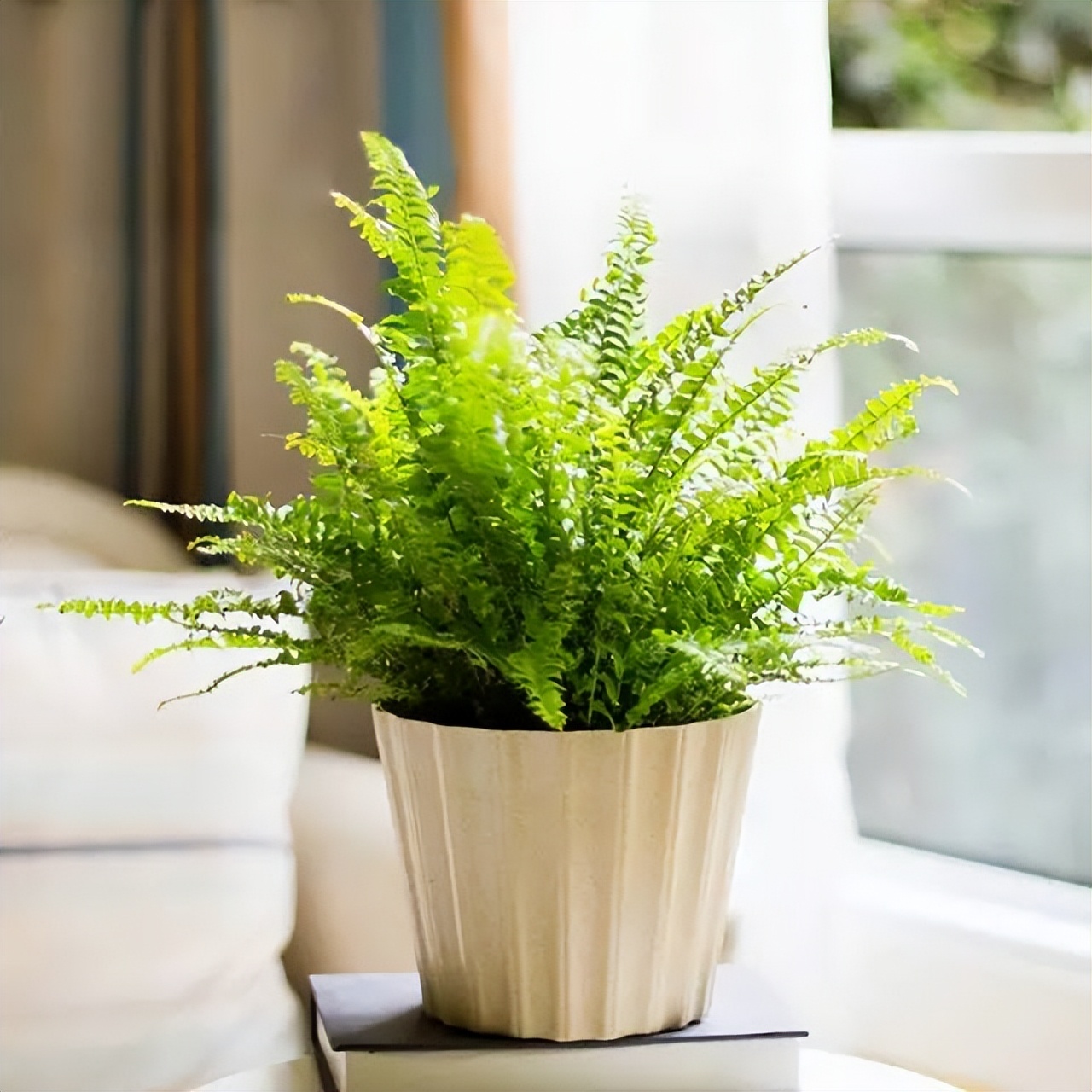 10种最会“吸收毒气”的家居植物,你养了几种?