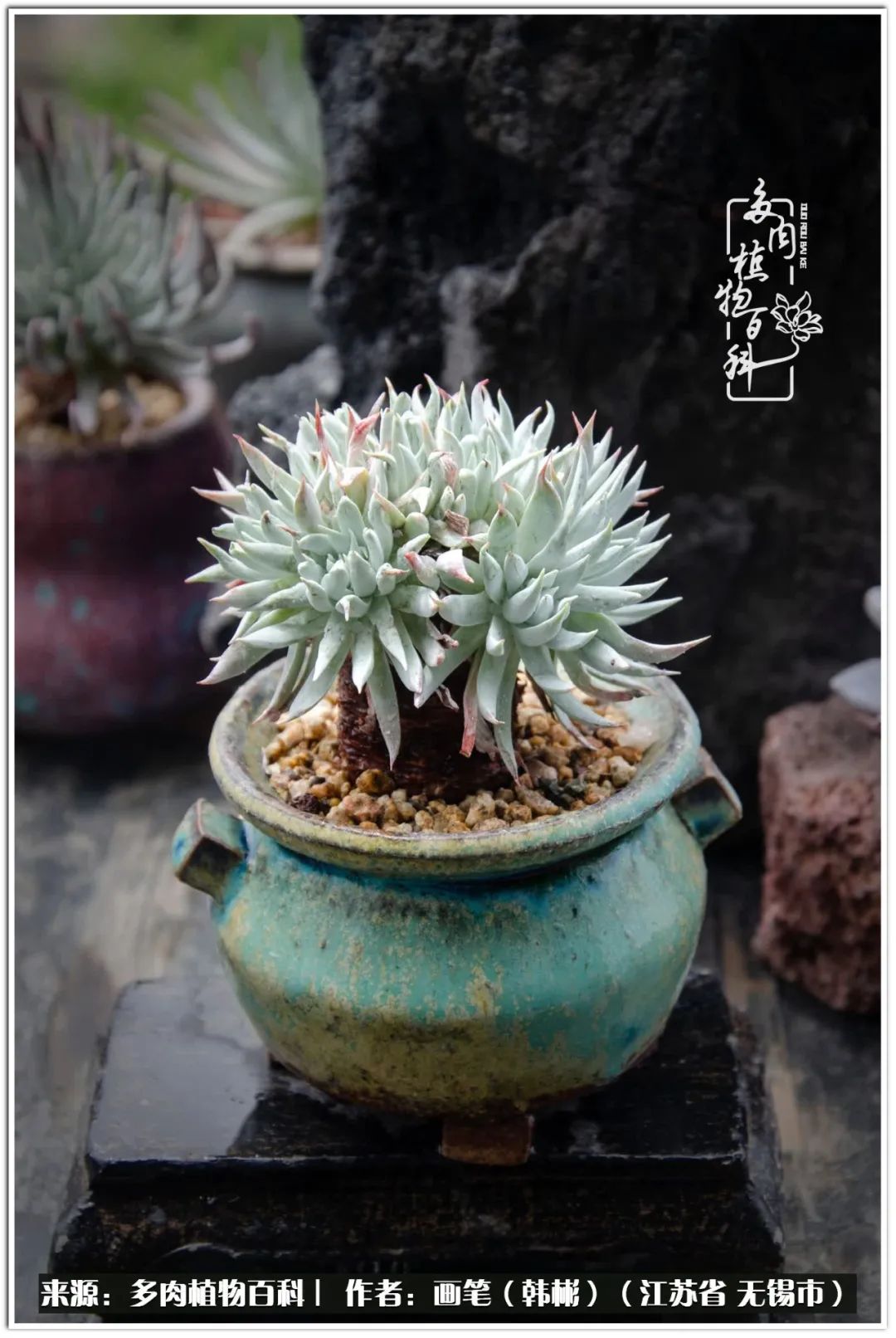 月满西楼别有一番滋味在心头,绿肥红瘦