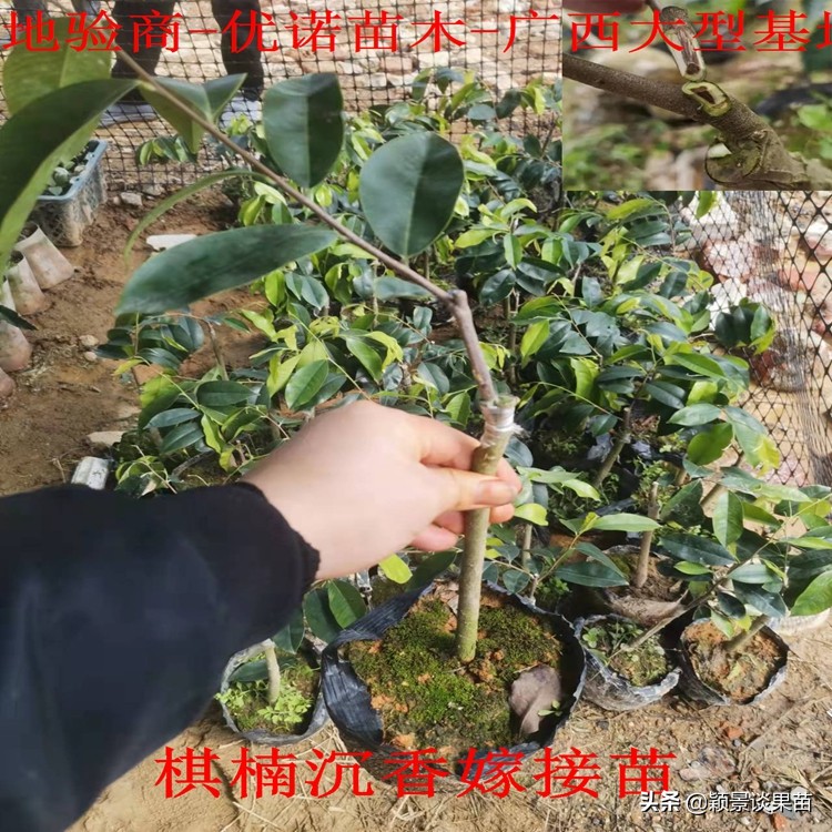 海南合适种什么品种奇楠沉香,山地种植什么奇楠沉香品种好