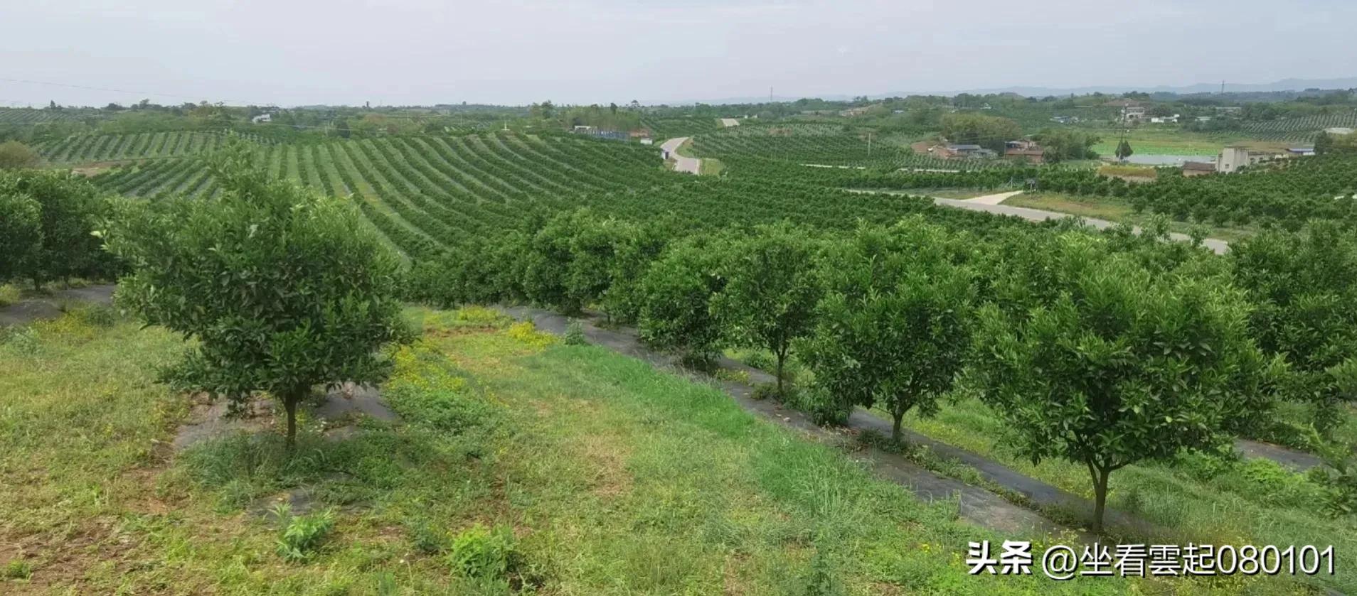 柑橘知识柑橘品种,柑桔的知识你知道几个呢