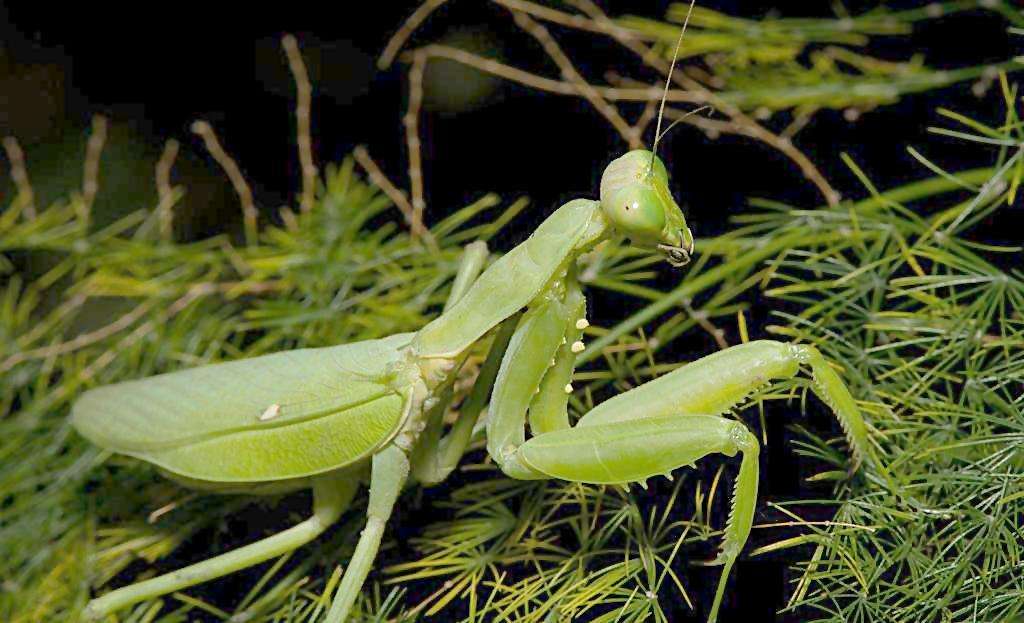 自然界的丧尸病毒,自然界的丧尸