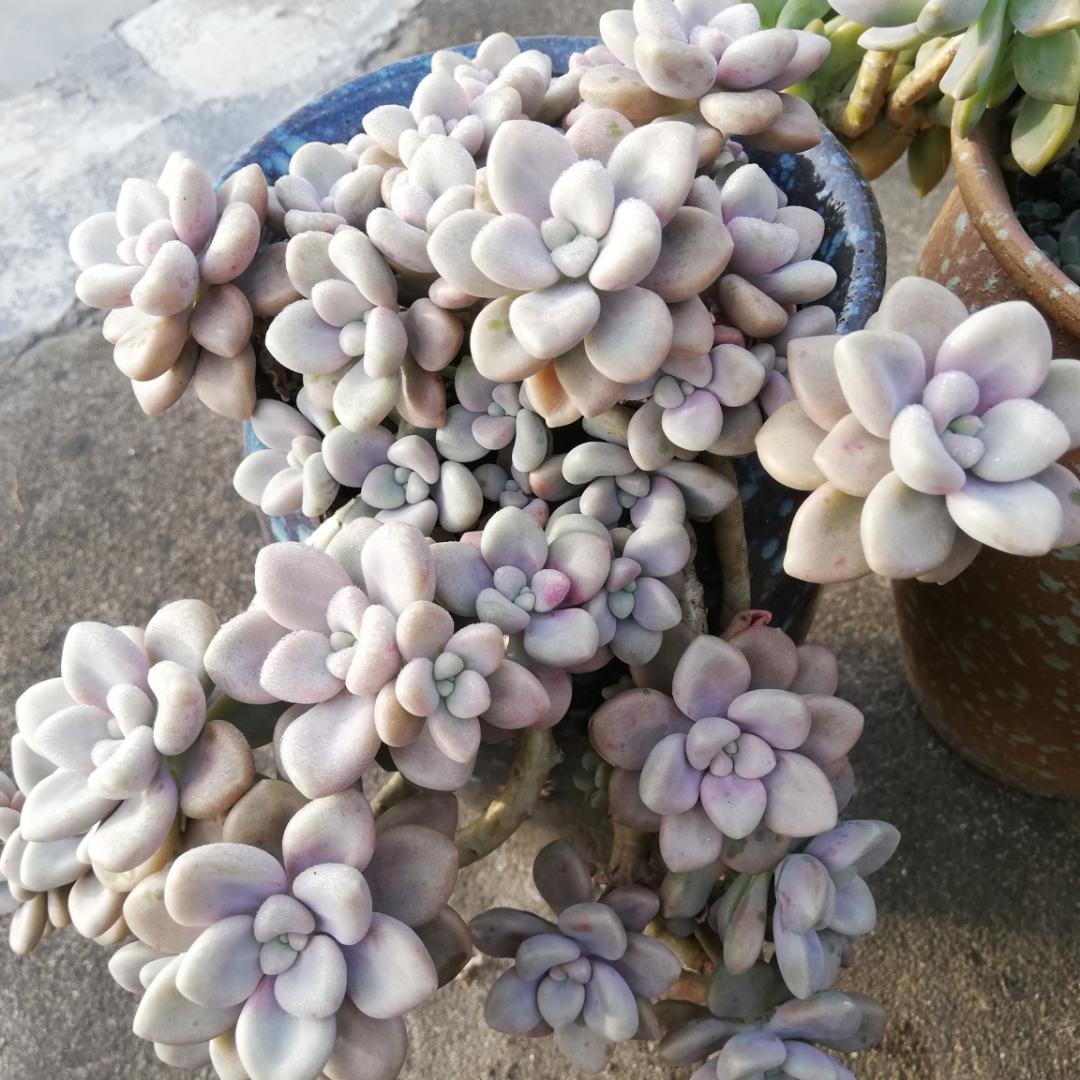 春天如何拯救掉光叶片的多肉,夏季要不要把多肉的枯叶去掉