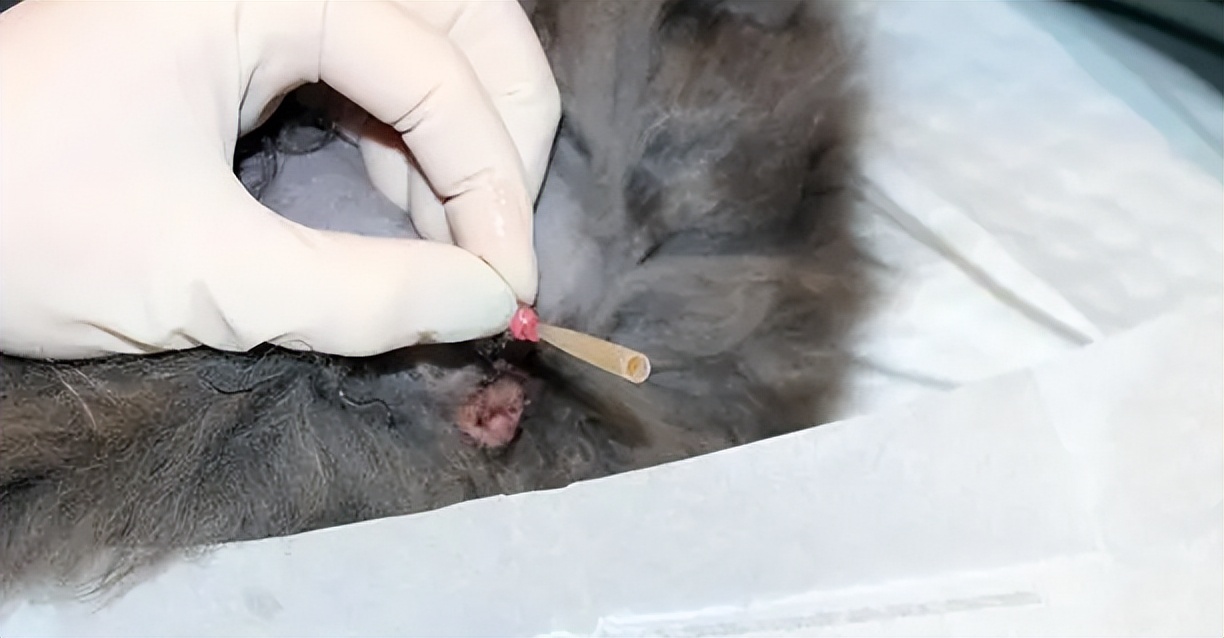 猫咪尿血吃阿莫西林颗粒症状没了,猫咪从楼上摔下来尿血该怎么止血