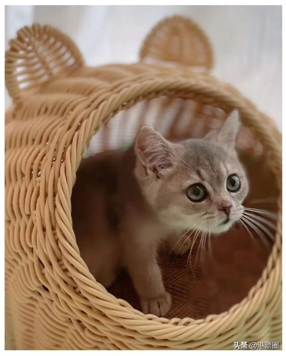 香港养猫领养,香港养猫攻略