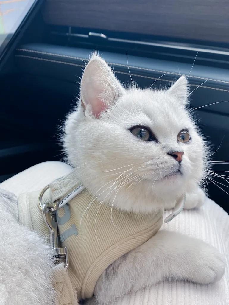 养宠物的利与弊观点,养宠物是弊大于利