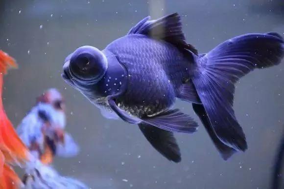 养金鱼常见的鱼病怎么治,金鱼病症状及治疗方法