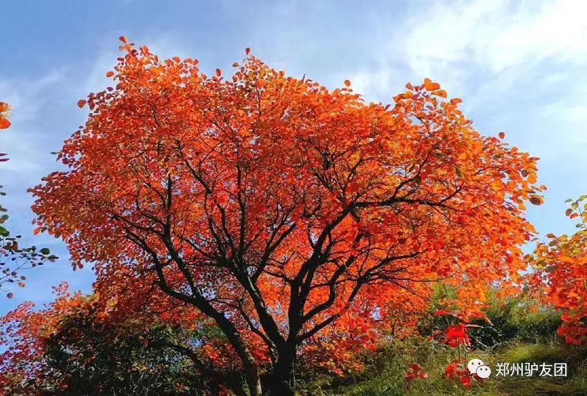 郑州最近赏红叶最佳的地方,靳家岭红叶和长寿山红叶哪个好看