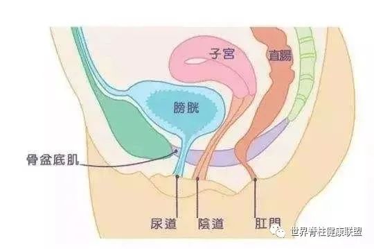 “啪啪啪”的玄机，原来在这块肌肉上