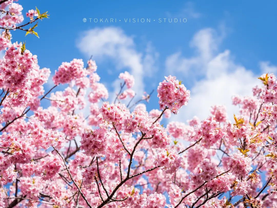来日本赏河津樱,东京去河津赏樱攻略视频