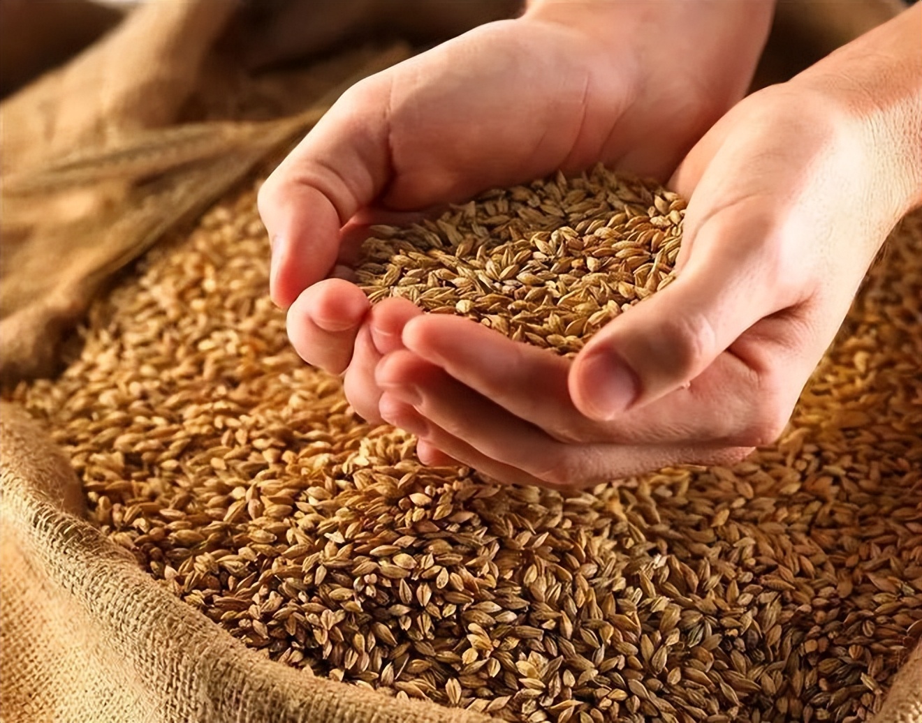 29种小麦杂草防除高招,农业专家稻田灭鼠