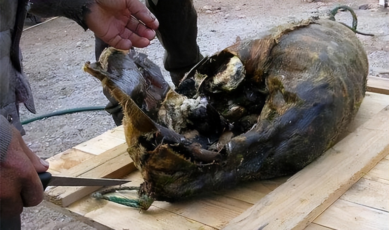 四川臭猪肉在房梁上的时候图片,四川臭猪肉悬挂房梁