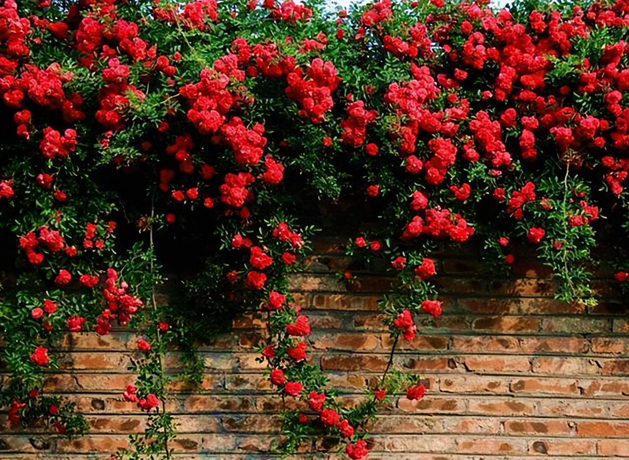 甜蜜红木香与四季红木香哪个好养,红木香什么品种最好养殖