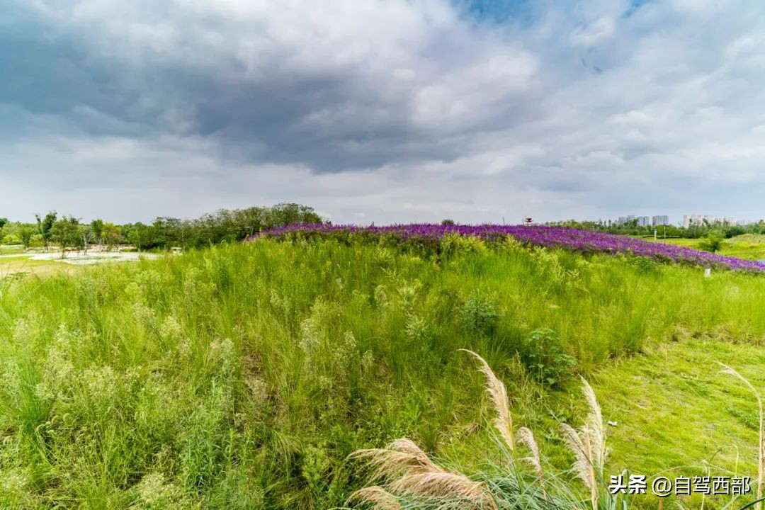 成都兴隆湖湿地公园在哪个区,成都桤木河湿地公园旅游攻略