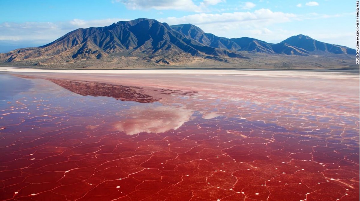 纳特龙湖为什么不适合物种生存,纳特龙湖为什么是火烈鸟的天堂